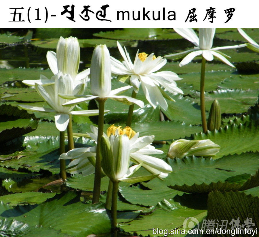 佛教的五种神圣莲花