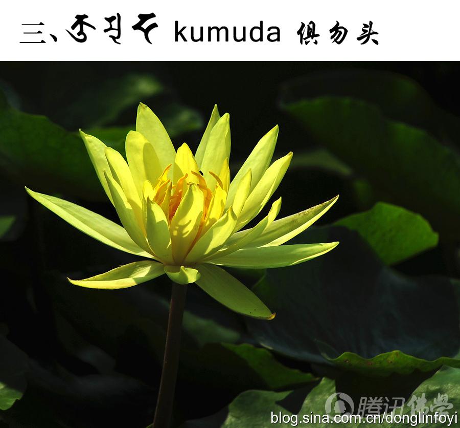 佛教的五种神圣莲花