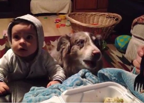 拍摄视频的女子尝试用食物引诱女儿叫妈妈，但女儿不为所动，反而一旁的狗狗眼睛一直盯着食物，口中也不停发出含混不清的叫声。