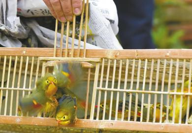 4月13日，成都黄田坝花鸟市场，警方将查收的本地野生成年暗绿绣眼鸟现场放生。
